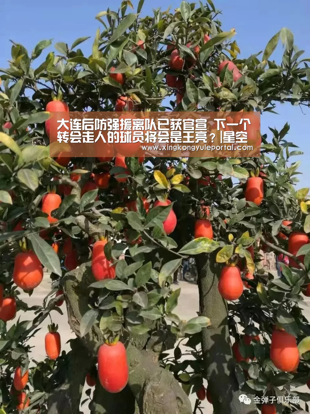 大连后防强援离队已获官宣 下一个转会走人的球员将会是王亮?|星空娱乐(图3) 星空体育网站