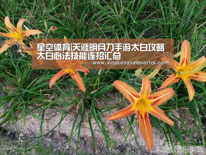 星空体育|天涯明月刀手游太白攻略 太白心法技能连招汇总(图2)